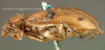 Media type: image; Entomology 18395   Aspect: habitus lateral view